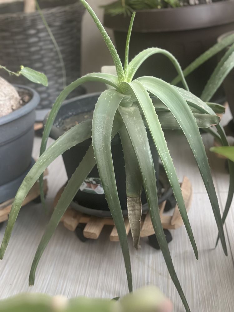 Planta aloe vera