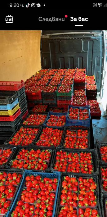 Разсад ягоди  качество и корекност