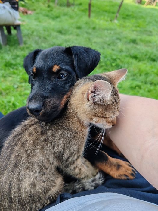 Disponibil spre o casa noua catel  4 luni jakd terrier