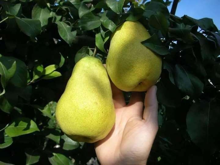 Nok kuchatlari bor