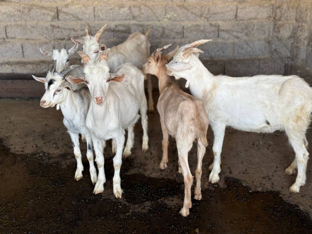 Zotdor echkilar 3 litrgacham sut beradi 3 tadan bolalidi