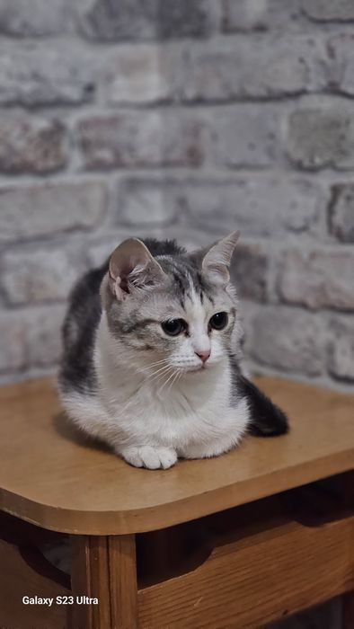 Отдам в хорошие руки кошечку американской короткошерстной.