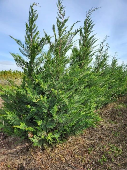 Super Ofertă Leylandii 2–3 m