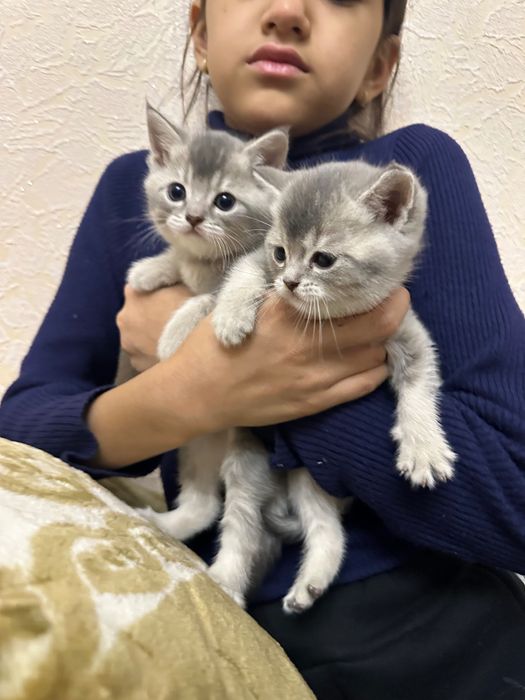 Скотиш страйд котята