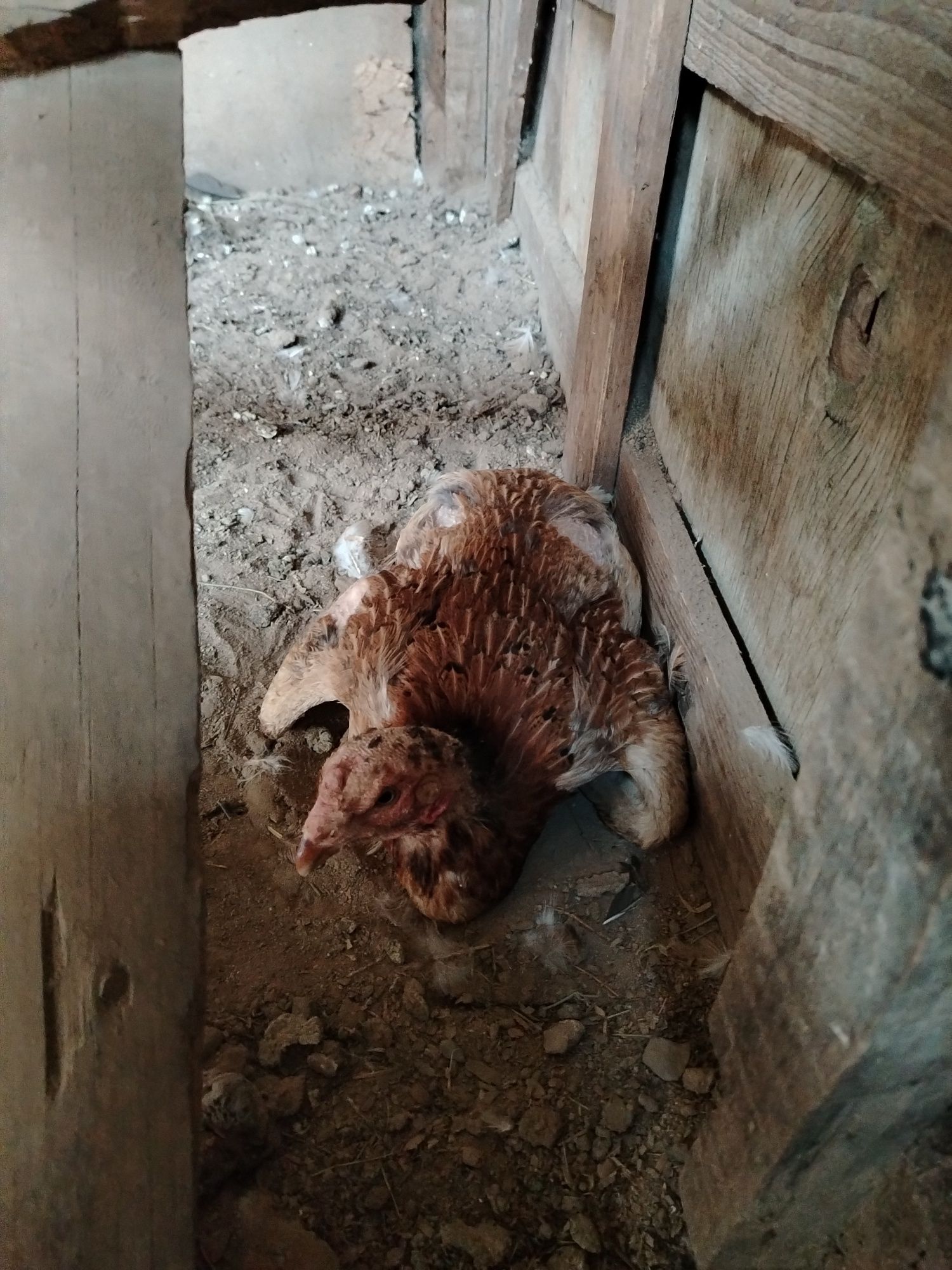 Даканихи кооцка можно на яйца позадить