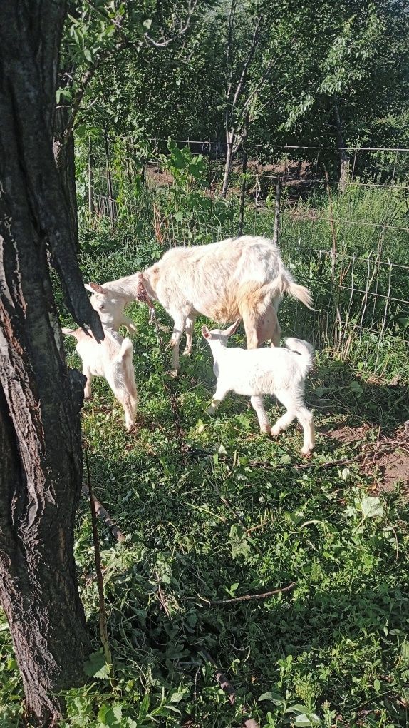 Продам зиянских казачек