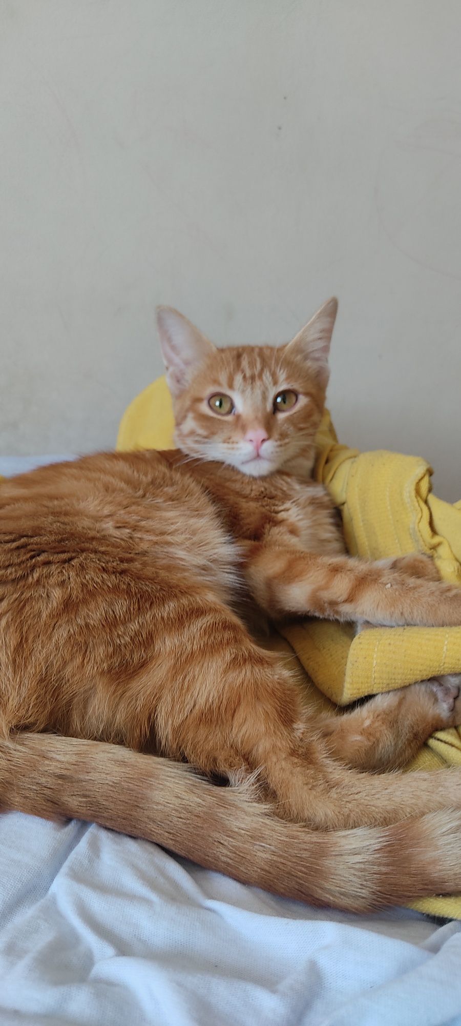 Продаю срочно кота рыжего