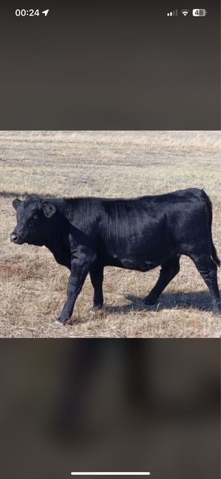 Продам мясо говядина молодняк