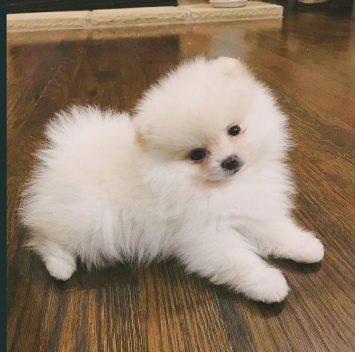 Пушистые комочки