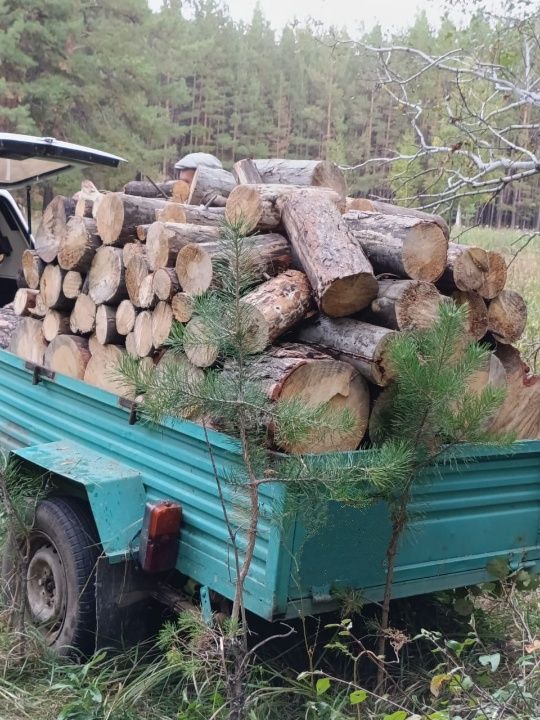 Дрова в прицепе .