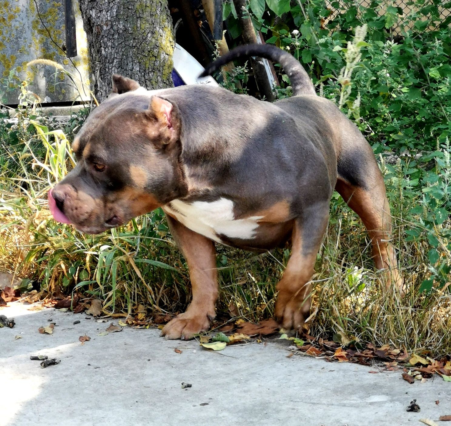 American bully Repro Top. Abkc
