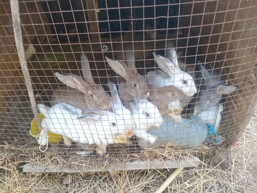 Продам кроликов разных возрастов
