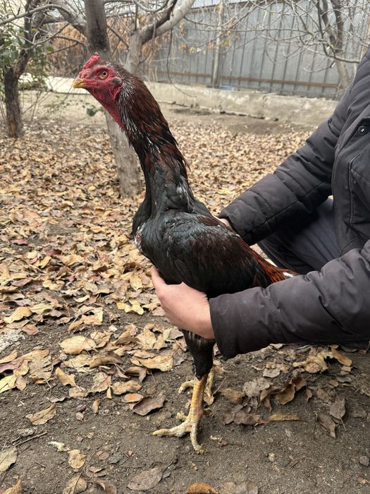 Продам петуха дакан , и курицу