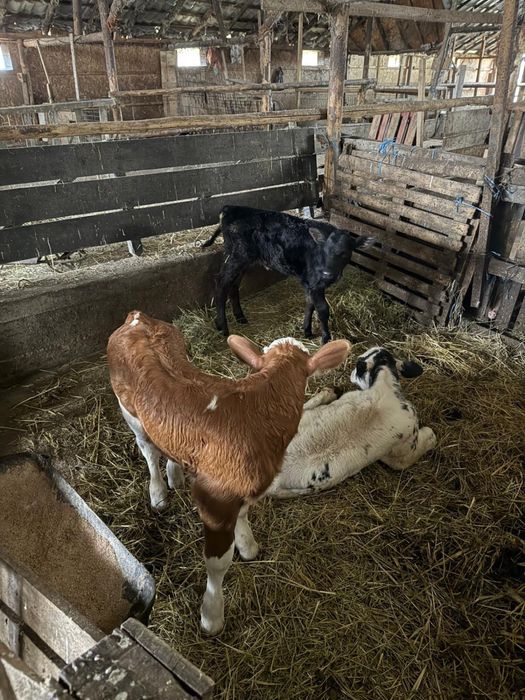 Vitei de rasa Angus si Baltat cu Rosu