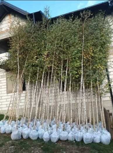 Tei Ornamental , Mesteacan alb , Platan , Artar de camp