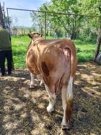 Vacă de vînzare bălțată romînească