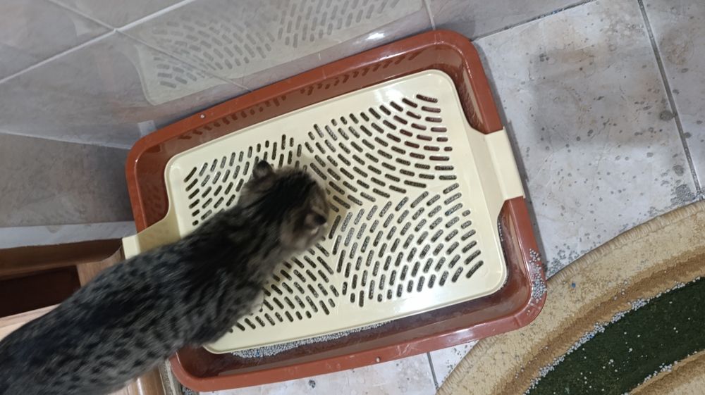 Туалет для кошек