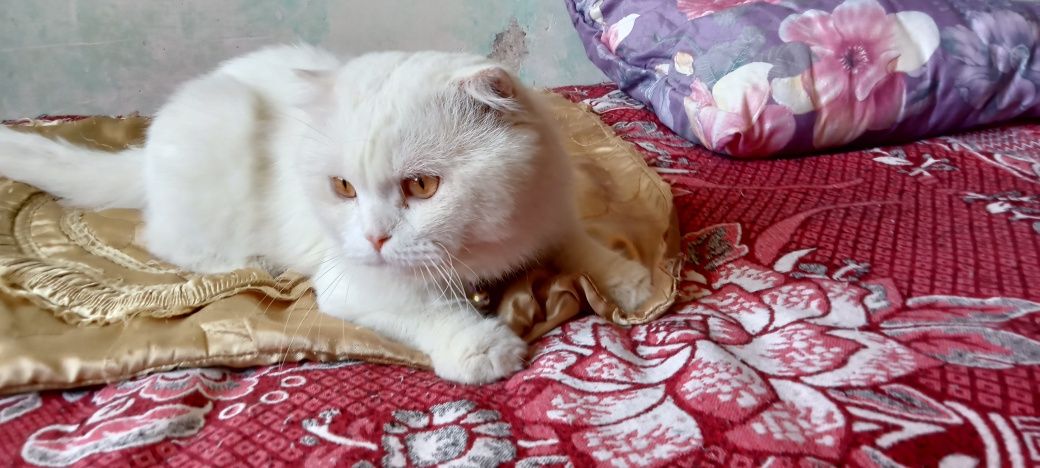 Продам кота породы Хайленд Фолд!!!