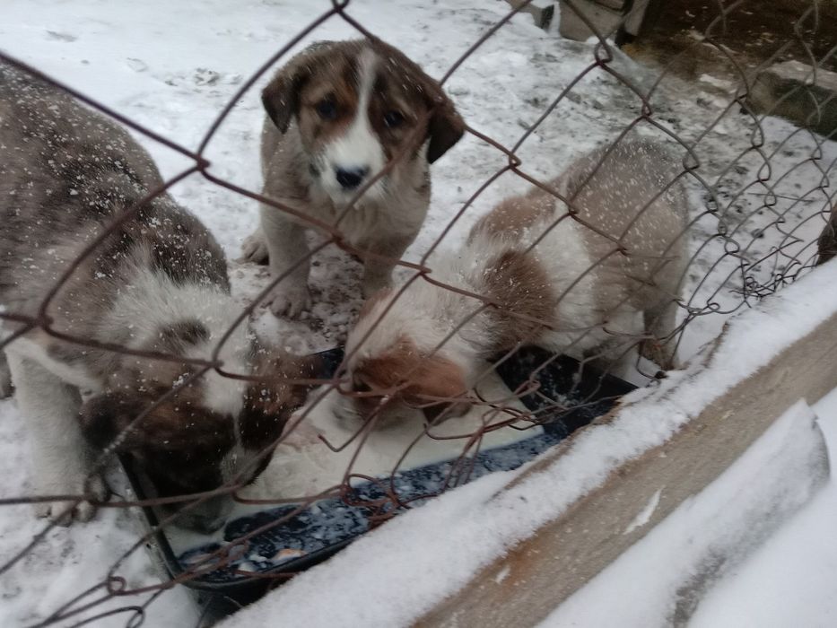 Щенки алабай, полтара месяца