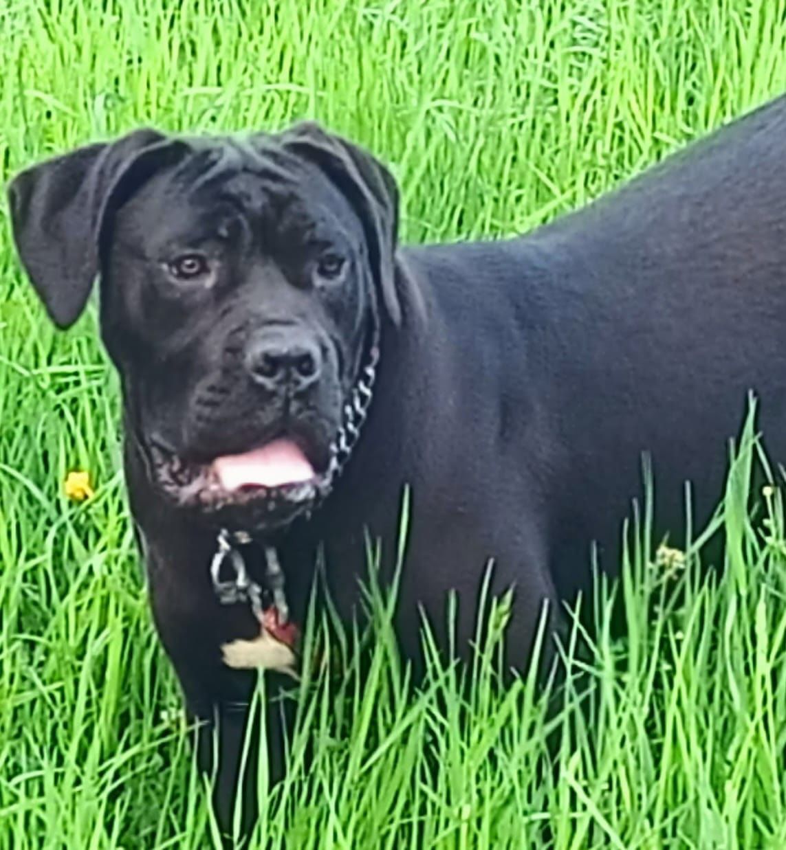 Femela Cane Corso cu Pedigree