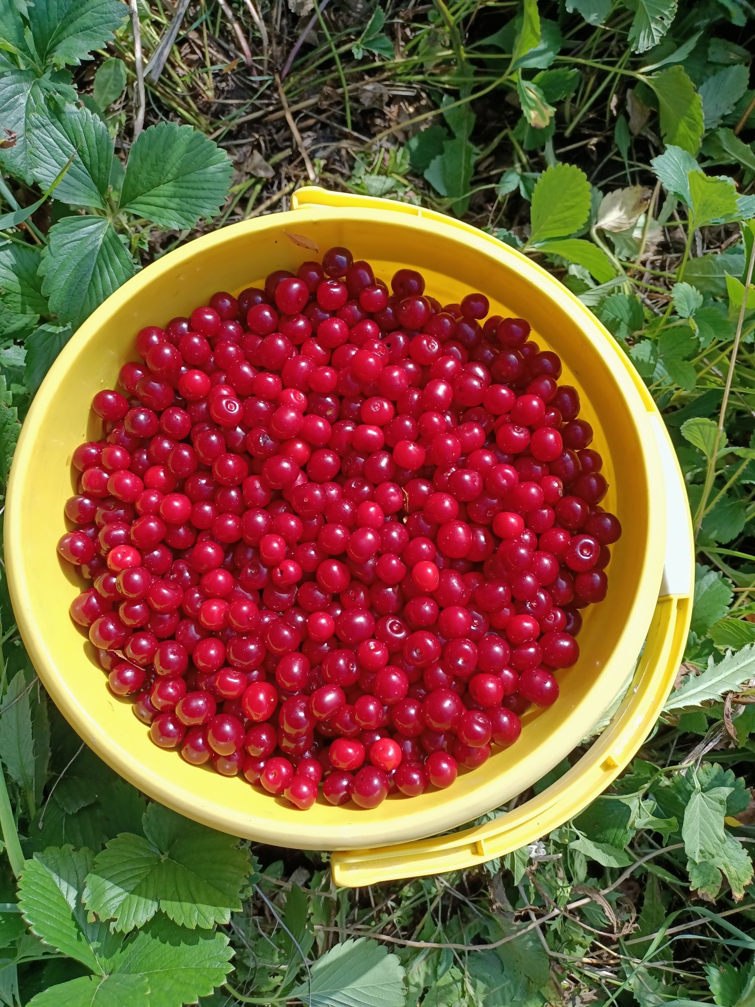 Продам спелую вишню