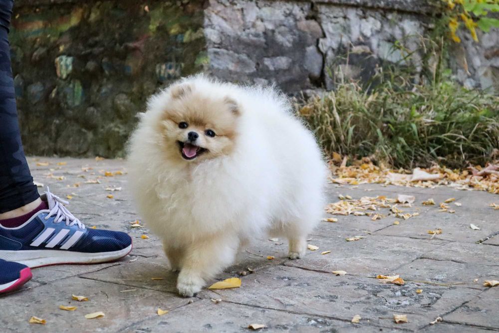 Уникално момиченце померан с родословие FCI