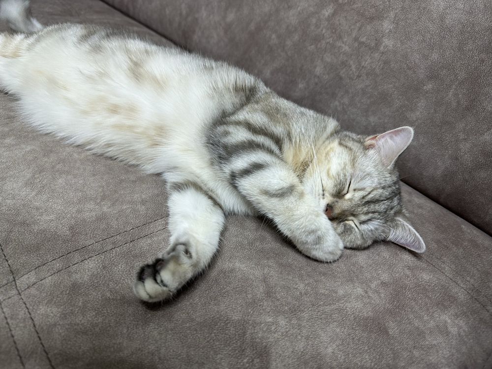 Отдадим кошку бесплатно
