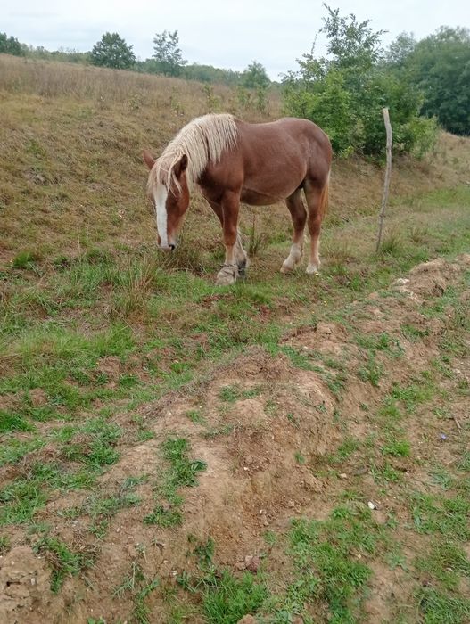 Mânz(armăsar) 1 an