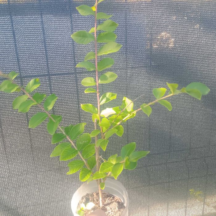 Liliac indian  roz deschis si mov 25-30cm