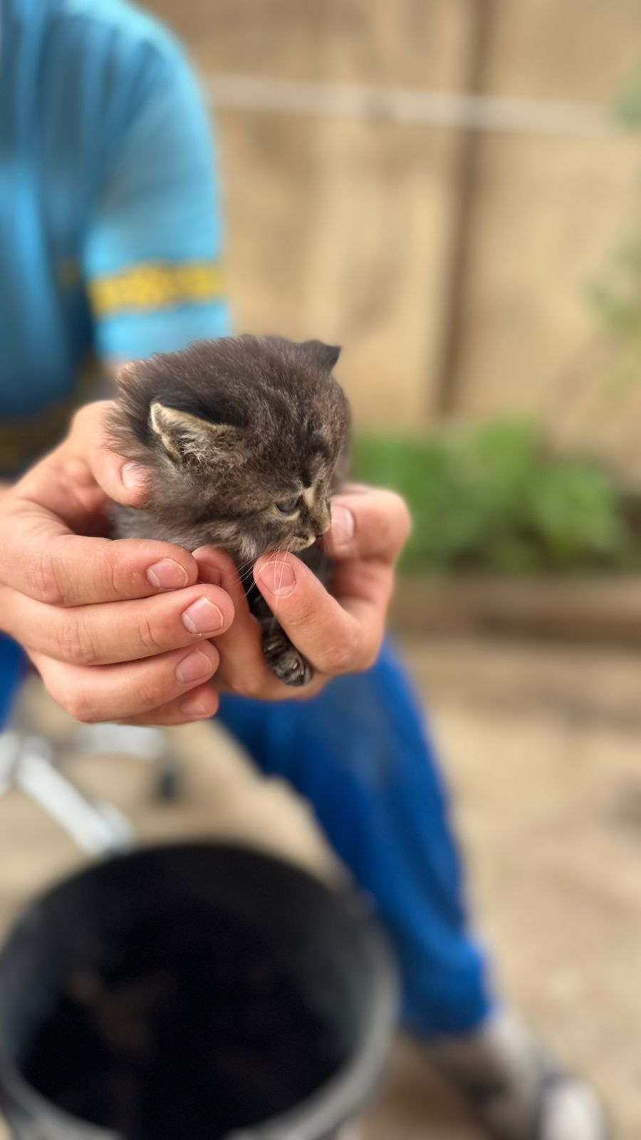 Котята бесплатно
