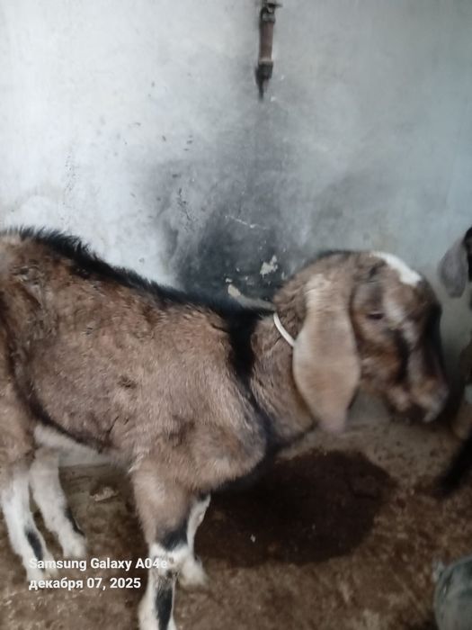 Альпи ешкілер сатылад