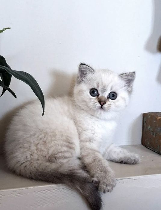 Британска късокосместа