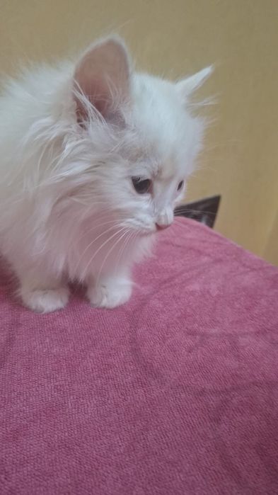 Отдам котенка даром!