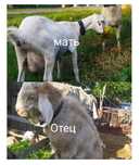 Молодые козочки и козлики 8-9 месяцев.