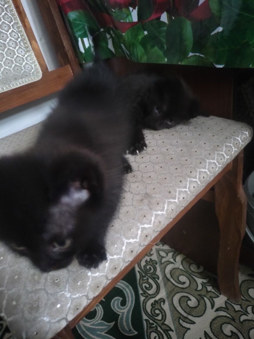 Котёнок отдам даром
