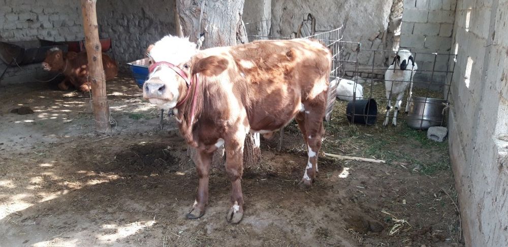 Gibrid buqa boqishga tayyor 6 oylik