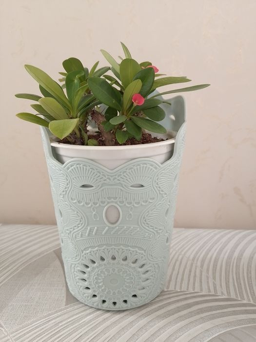 Цветок "Молочай Миля"