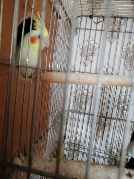 Продам попугаев нимфа-кореллы выкормыши 1 месяц