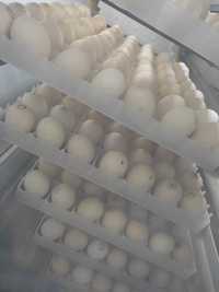Инкубационное яйцо бройлера Кобб 500,Росс 308 Чехия,Славакия