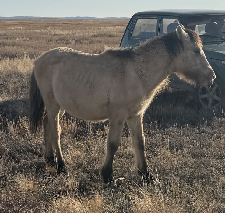 Жабагы, ту бие, жеребята