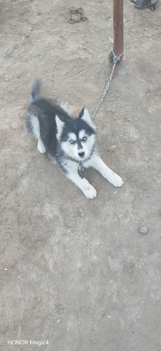 Xaski chisti toza zotli 2 oylik