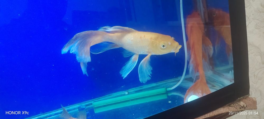 Продам Кои здоровая парв