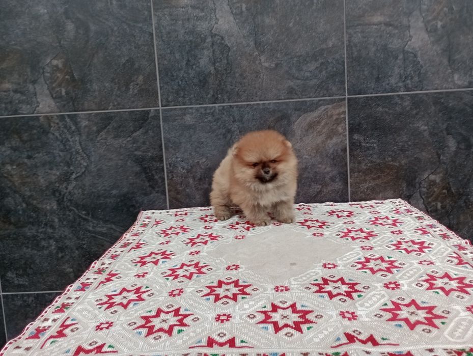 Мъжки Померан. Реални снимки!