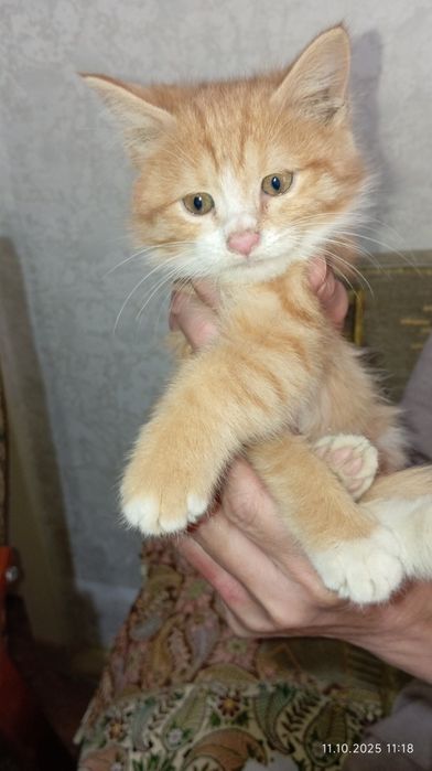 Отдам котёнка в добрые руки
