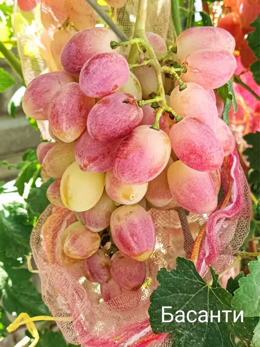 Черенки винограда