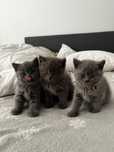 British shorthair