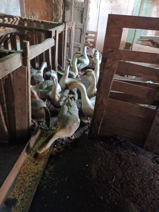 Vand Gaste Americane