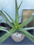 Aloe Vera de Ibiza