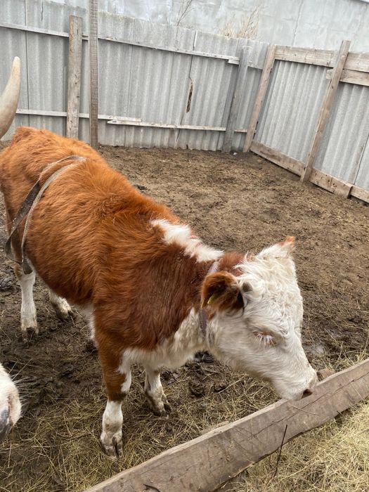 Баспақ Сатылады или обмен бар!