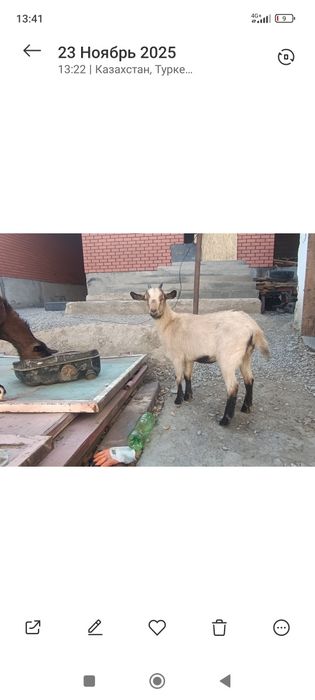 Алпейски пародалы ургашы лак